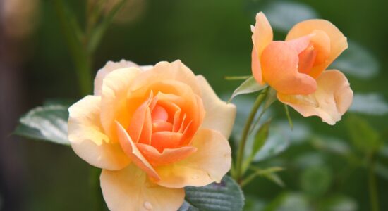 Rose rigogliose e fiorite in giardino