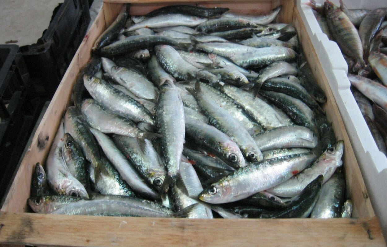 Sardine