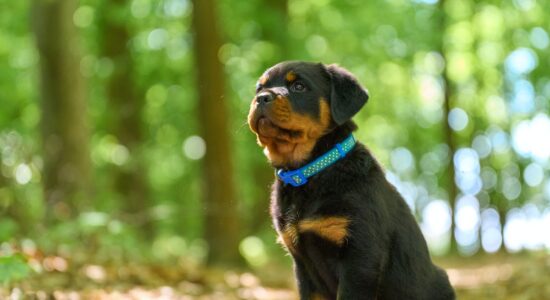 Se hai una di queste razze di cani