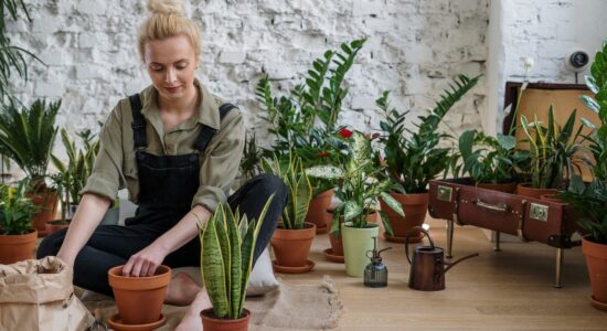 Se sansevieria e ibisco hanno le foglie ingiallite