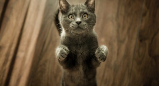 Sicuro che il gatto sia un infallibile cacciatore