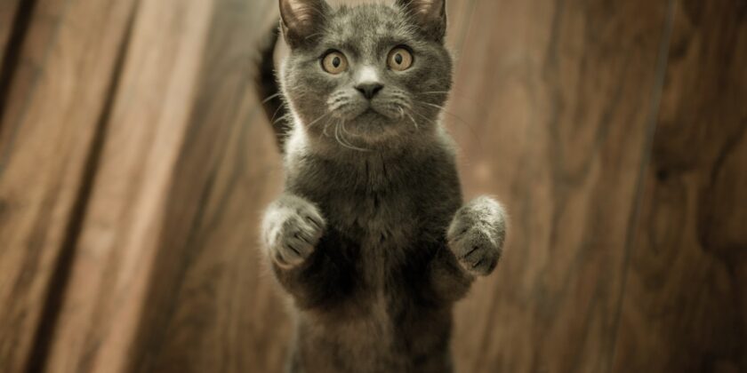 Sicuro che il gatto sia un infallibile cacciatore