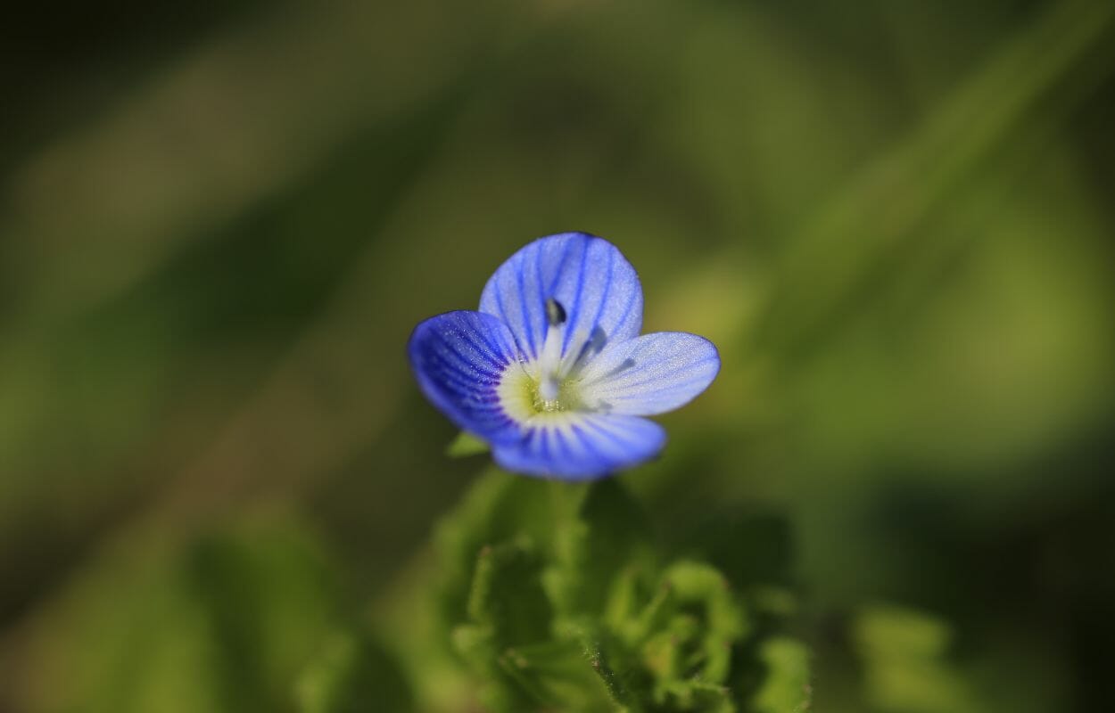 Veronica Persica