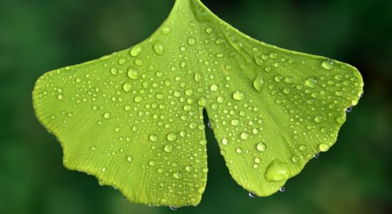 Foglia di Ginkgo biloba