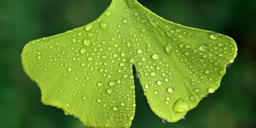 Foglia di Ginkgo biloba