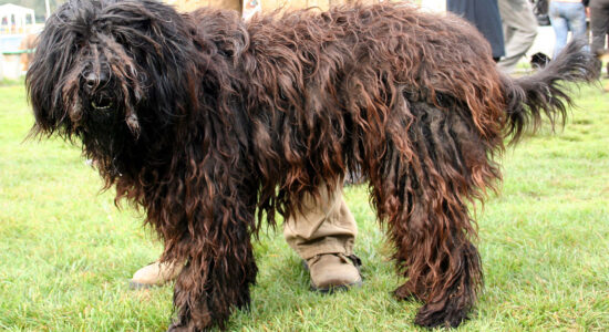 Pastore bergamasco