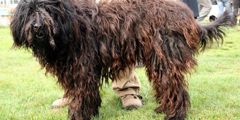 Pastore bergamasco