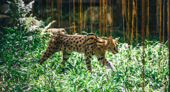 Il gatto Ashera è il più costoso al mondo