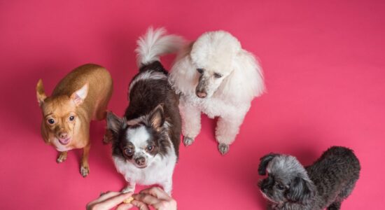 Il cane muove la zampa e scalcia quando lo gratti, cosa vuol dire?