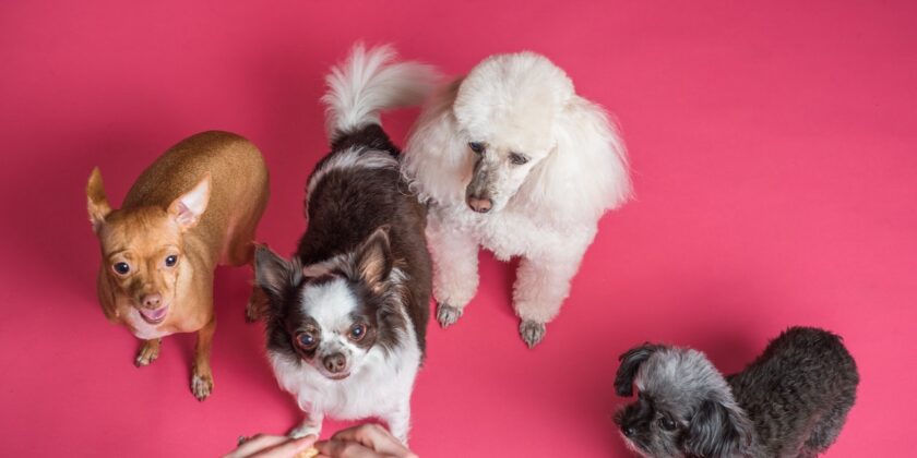 Il cane muove la zampa e scalcia quando lo gratti, cosa vuol dire?