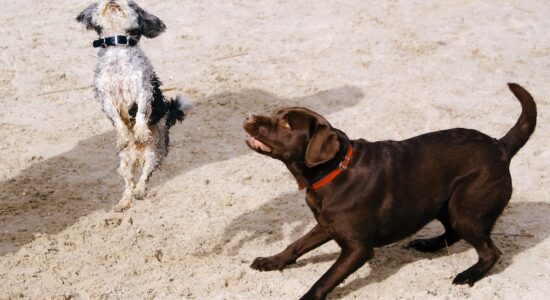 Se un cane mangia i sassi il problema non va sottovalutato