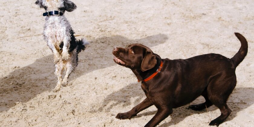 Se un cane mangia i sassi il problema non va sottovalutato