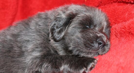 Ecco svelato qual è ad oggi il cane più costoso del Mondo