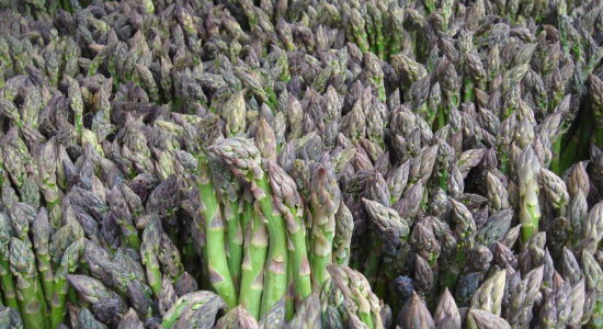Asparagi