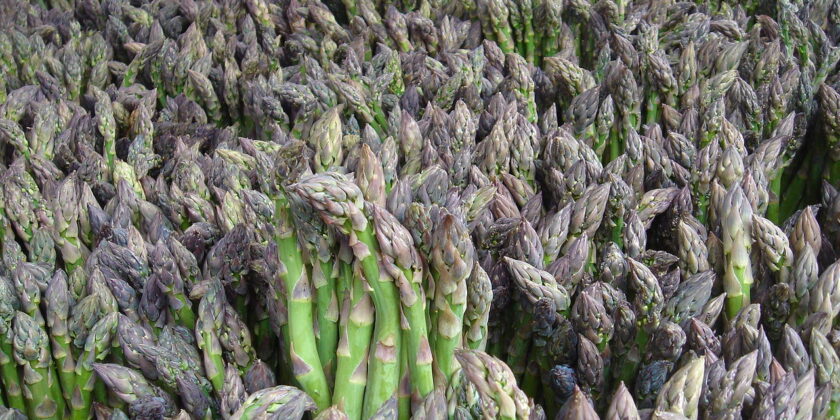 Asparagi