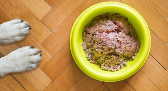 3 falsi miti sui cibi considerati buoni per il cane