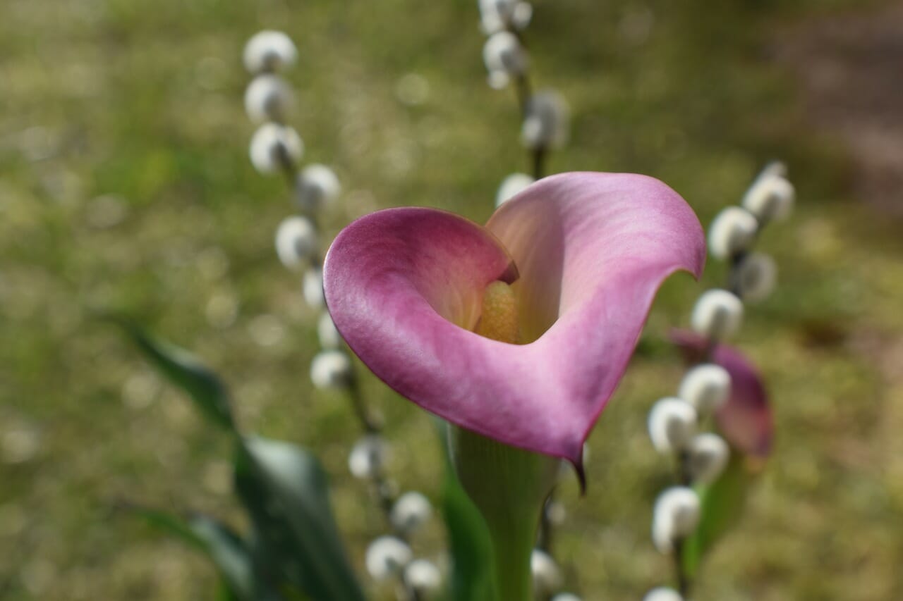 Calla