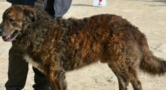 Cane di Mannara o Pastore siciliano