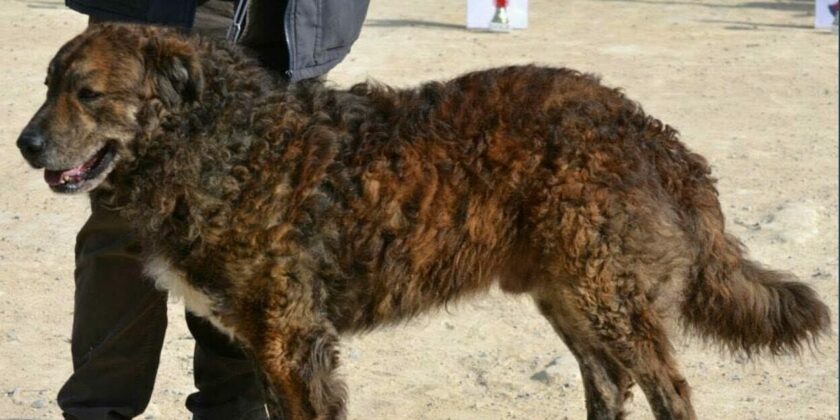 Cane di Mannara o Pastore siciliano