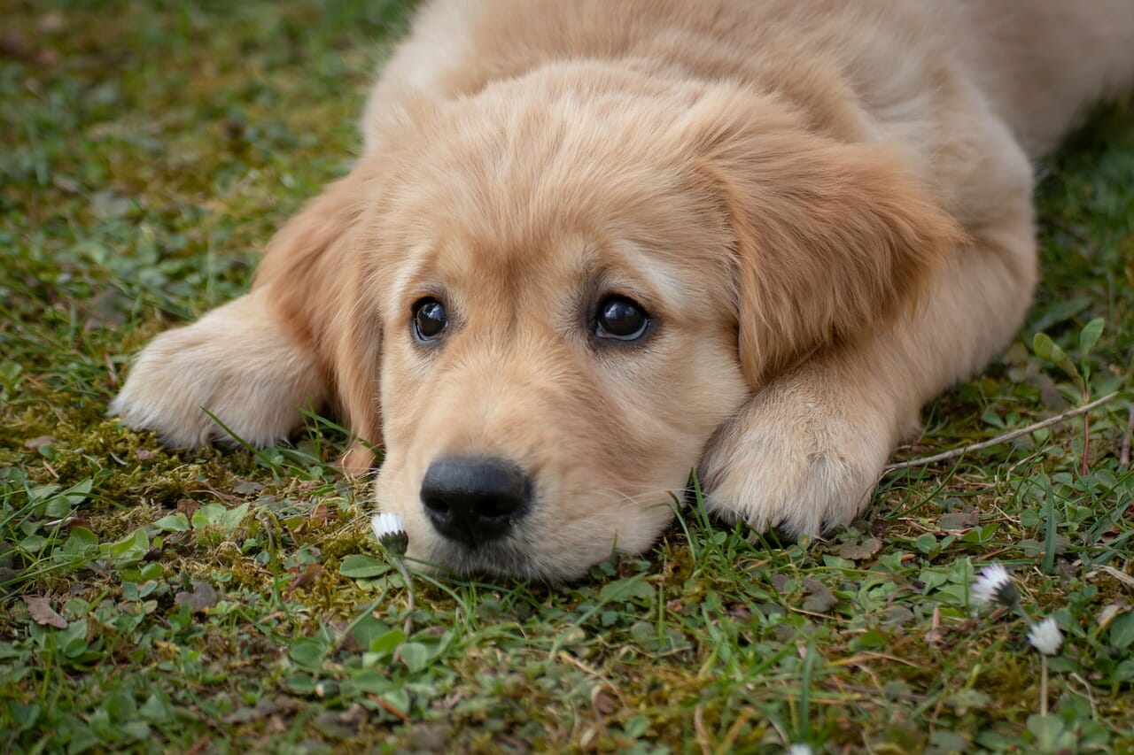 Cane di razza Golden Retriever