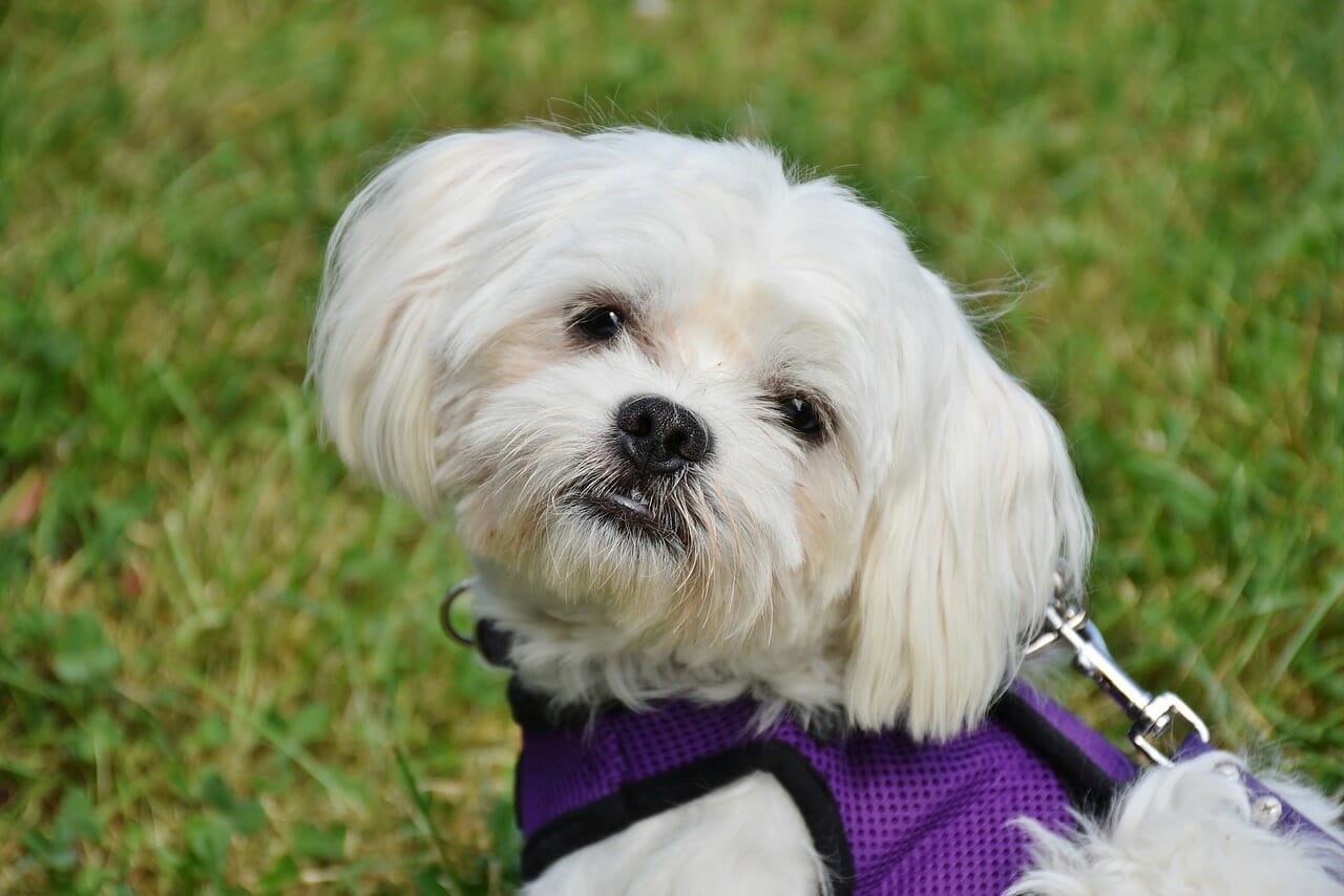 Cane di razza Maltese