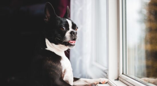Come fa il cane a capire che stiamo tornando a casa