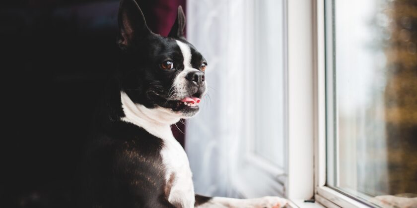 Come fa il cane a capire che stiamo tornando a casa