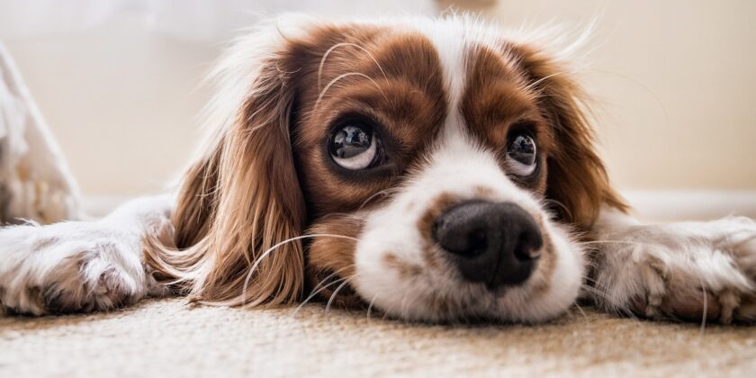Come sapere se il mio cane è intelligente