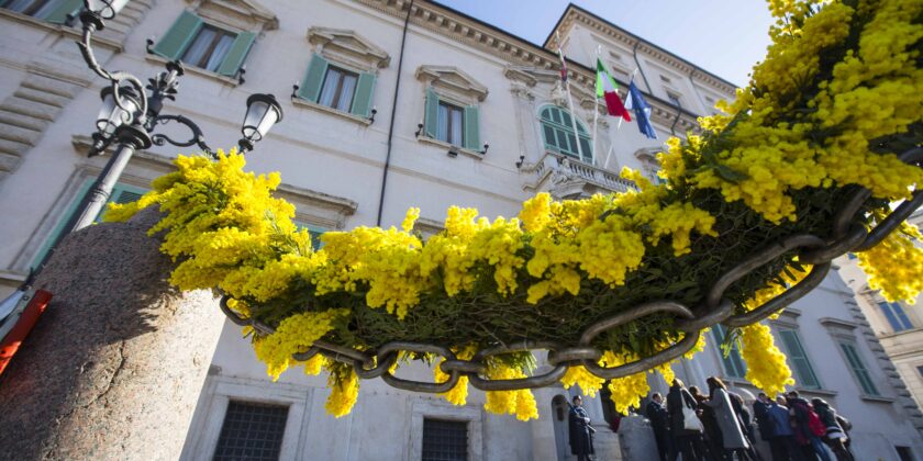 Conservare la mimosa recisa bella e fresca per molti giorni