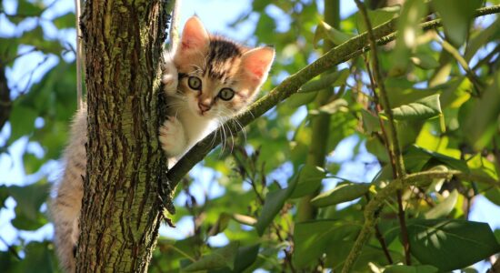 Cosa fare quando il gatto si allontana