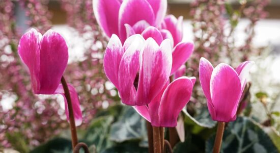 Cosa fare se il ciclamino non produce fiori e foglie