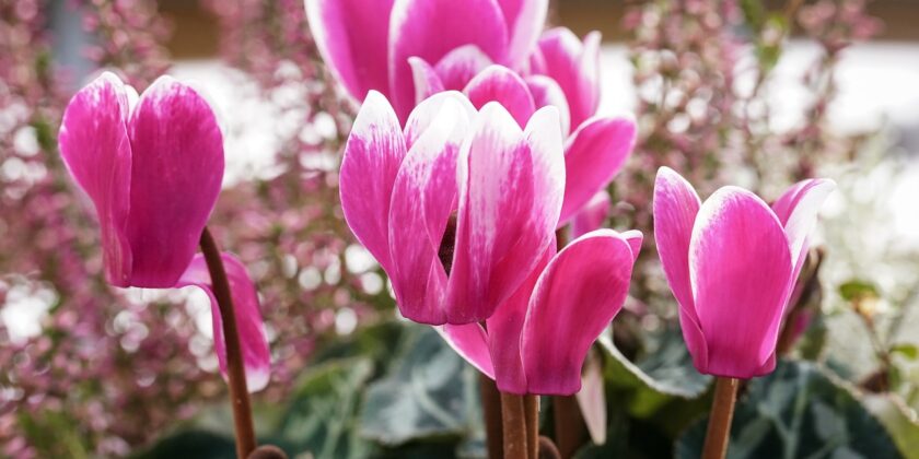 Cosa fare se il ciclamino non produce fiori e foglie