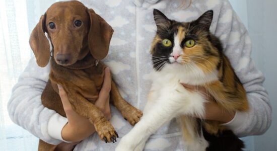 Costa più mantenere un cane o un gatto