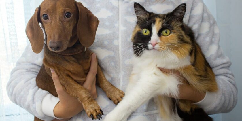 Costa più mantenere un cane o un gatto