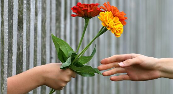 Ecco i fiori da regalare per la festa delle donna e il loro significato simbolico