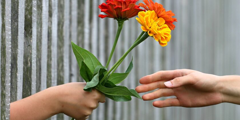 Ecco i fiori da regalare per la festa delle donna e il loro significato simbolico