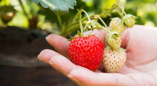 Ecco le fragole più dolci e buone