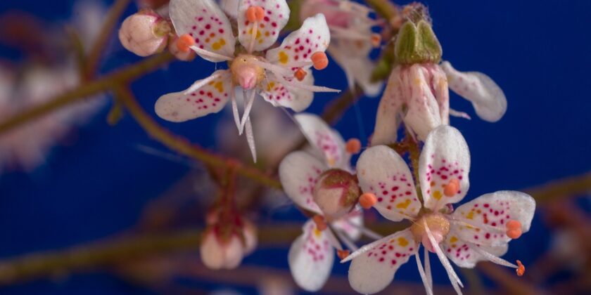 Fiori da balcone, tra le piante più belle la saxifraga