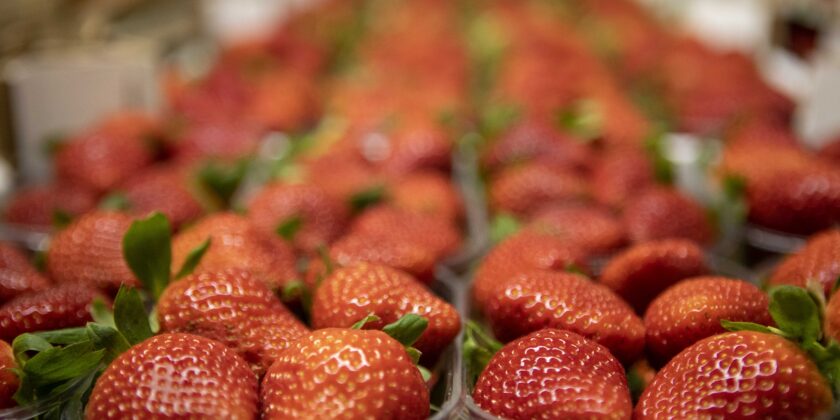 Fragole più costose in vendita
