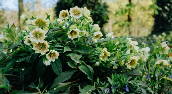Giardino e primavera