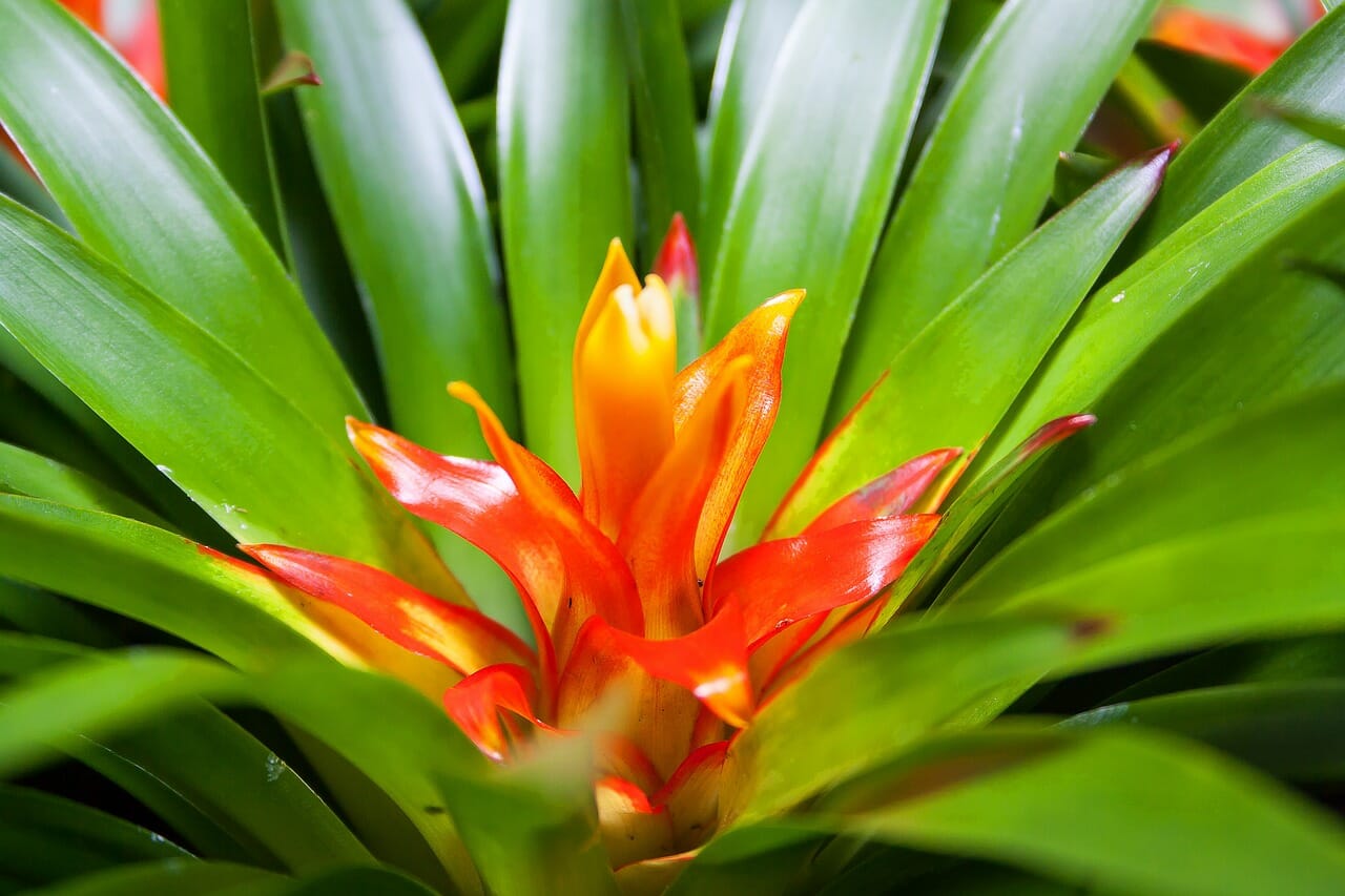 Guzmania