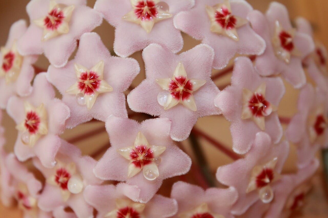 Hoya memoria