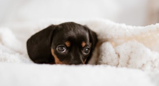 Il cane che si nasconde sotto il letto