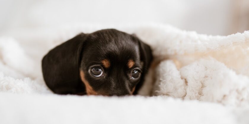 Il cane che si nasconde sotto il letto