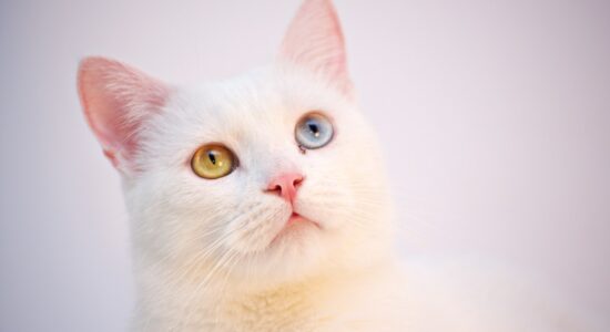 Il gatto fa pipì in casa