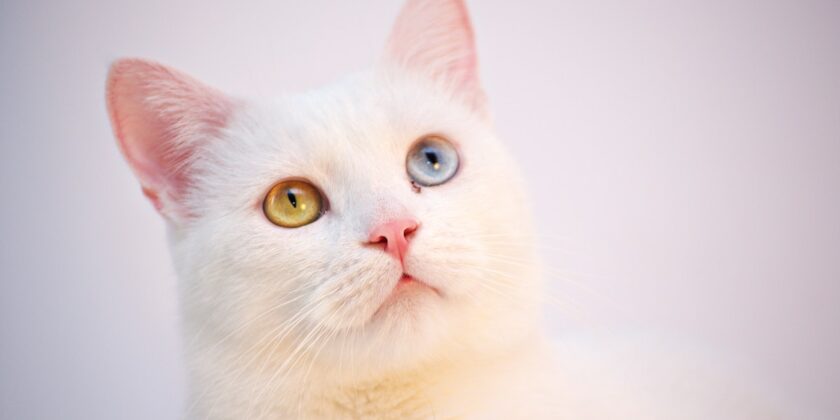 Il gatto fa pipì in casa