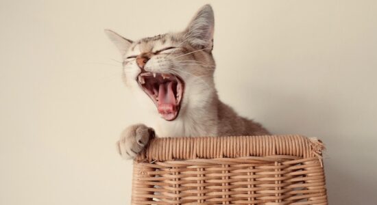 Il tuo gatto miagola sempre