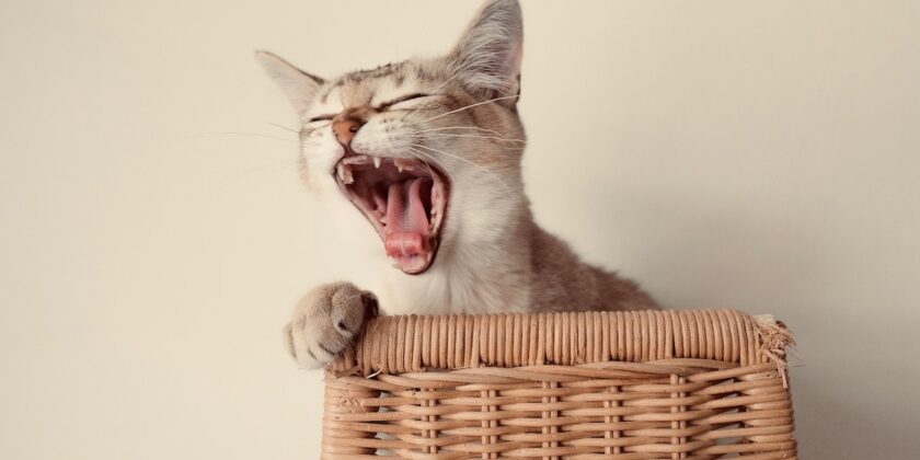 Il tuo gatto miagola sempre