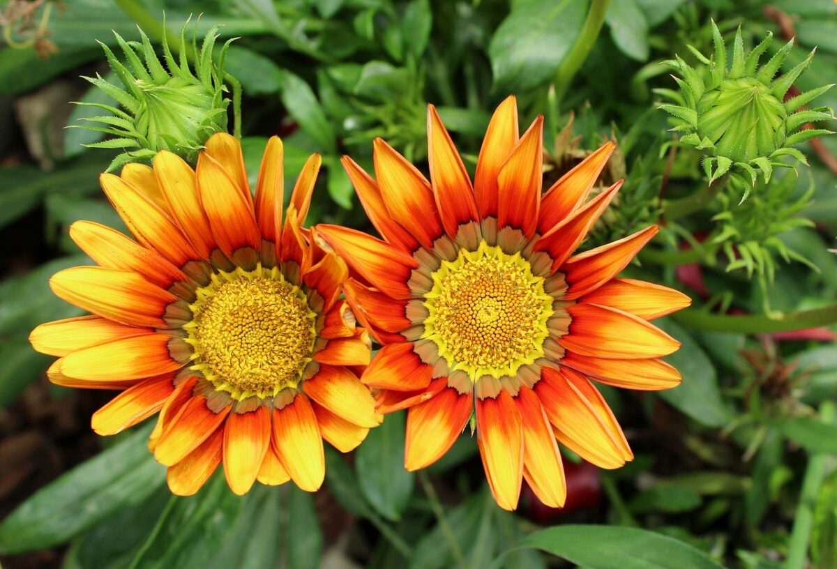 La Gazania è bella e resistente