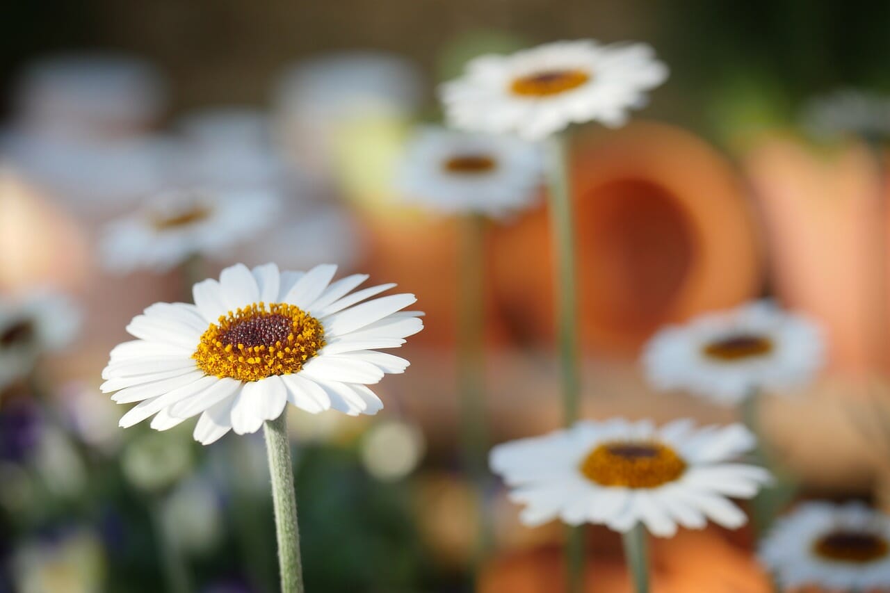 La Margherita è il fiore preferito da B.B.